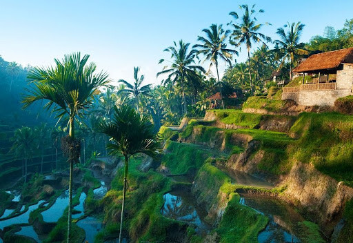 Кофейный гид по Бали:лучшие кофейни острова райских ароматов.